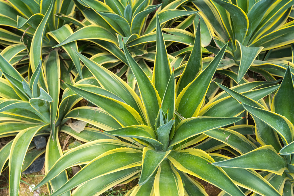石蒜科龙舌兰属多年生常绿大型草本植物,南方城市园林景观中常见,北方