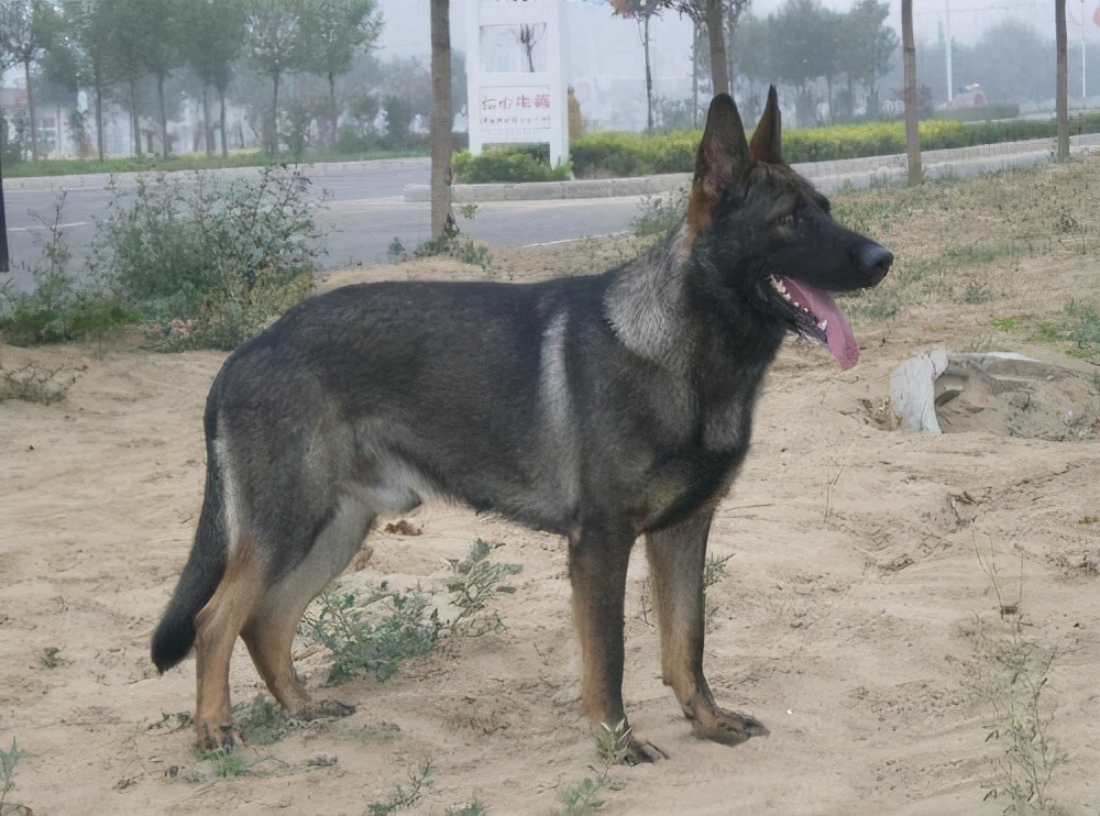 中国狼青是什么神仙宠物,这些好处只有养过的人才知道