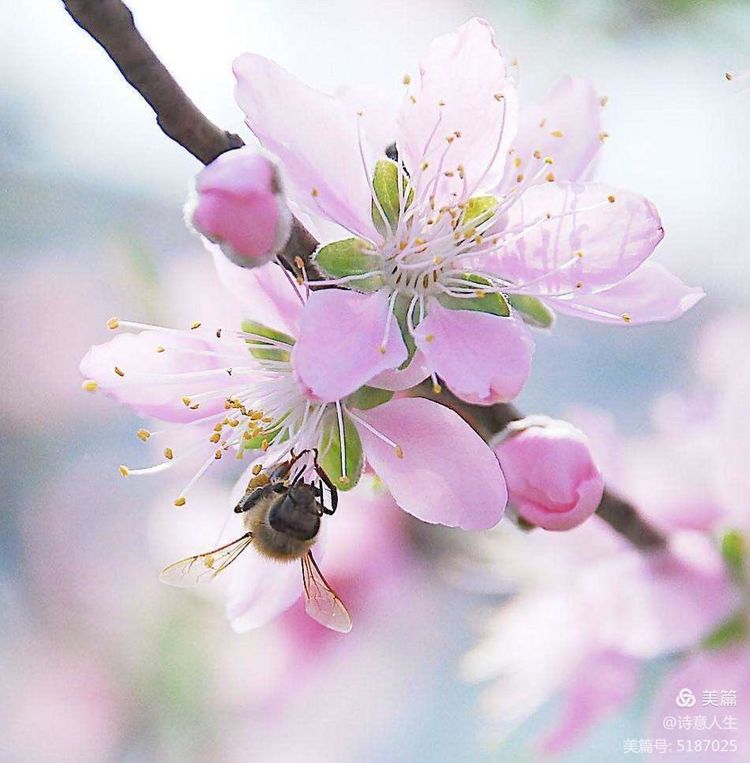 人间四月花如海