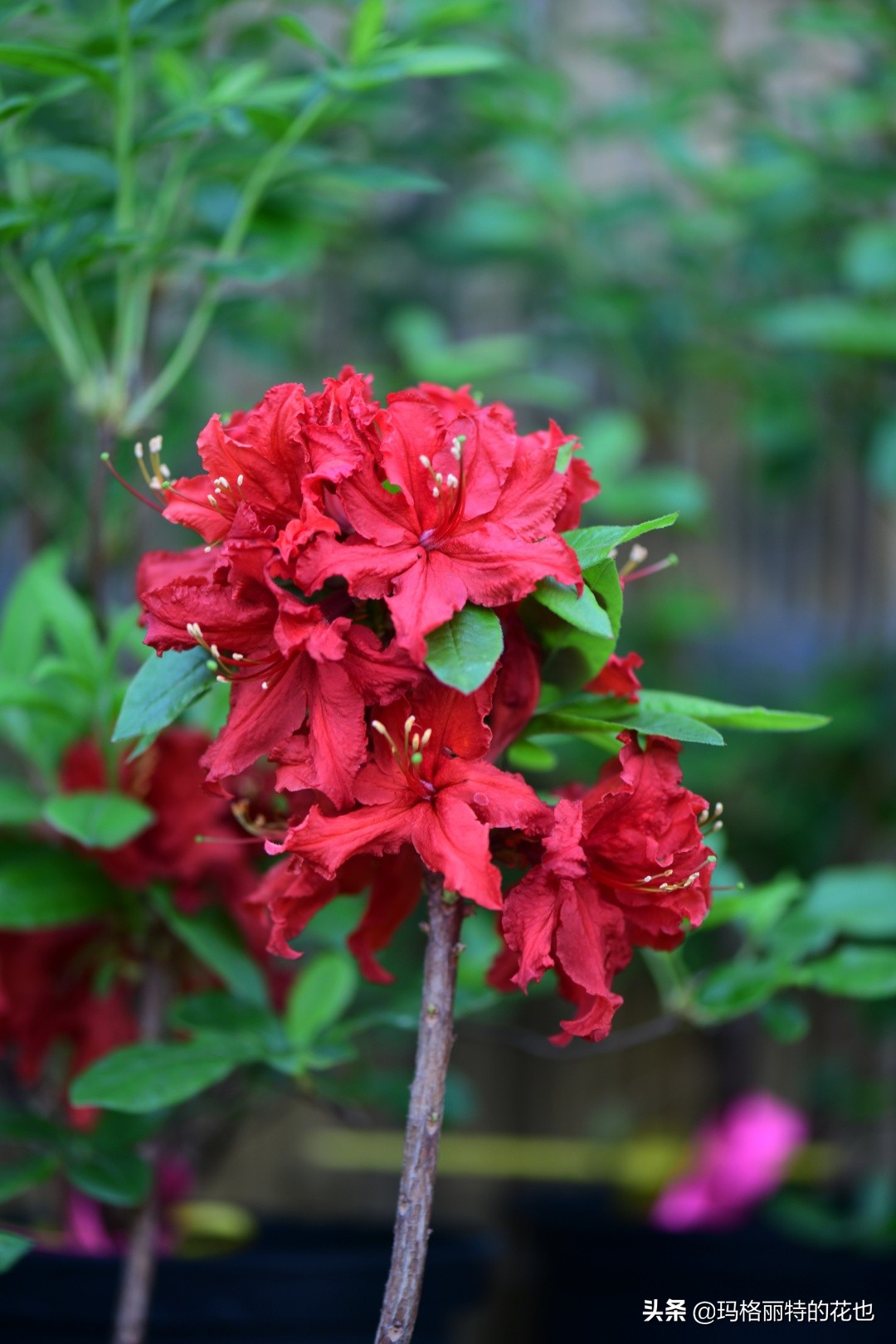 (海量美图)进口高山杜鹃品种和养护介绍 | 园丁