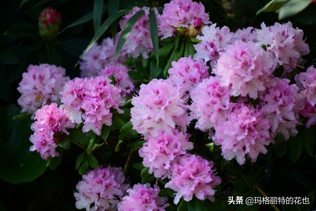 (海量美图)进口高山杜鹃品种和养护介绍 园丁