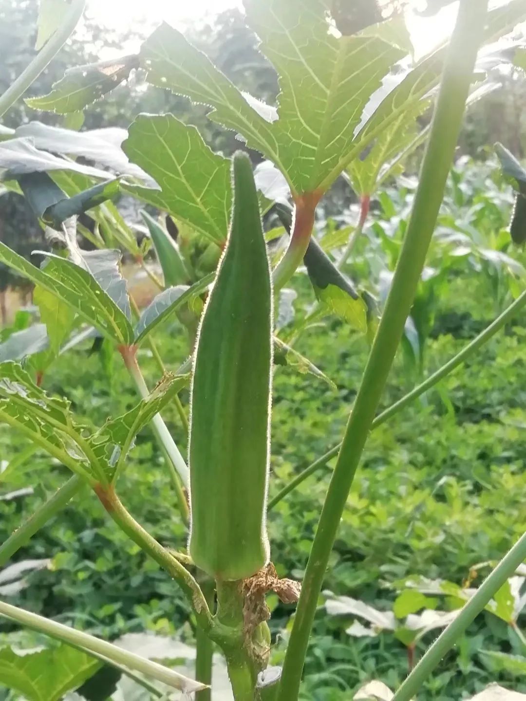 草木人间*秋花最是秋葵好