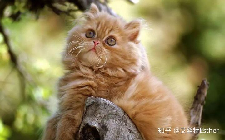 猫中玛丽莲梦露｜波斯猫-你的梦中情人