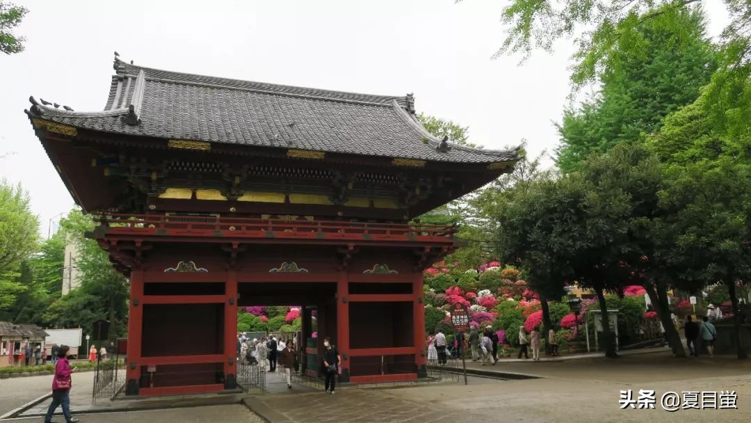 东京：根津神社，杜鹃花丛中的漫步