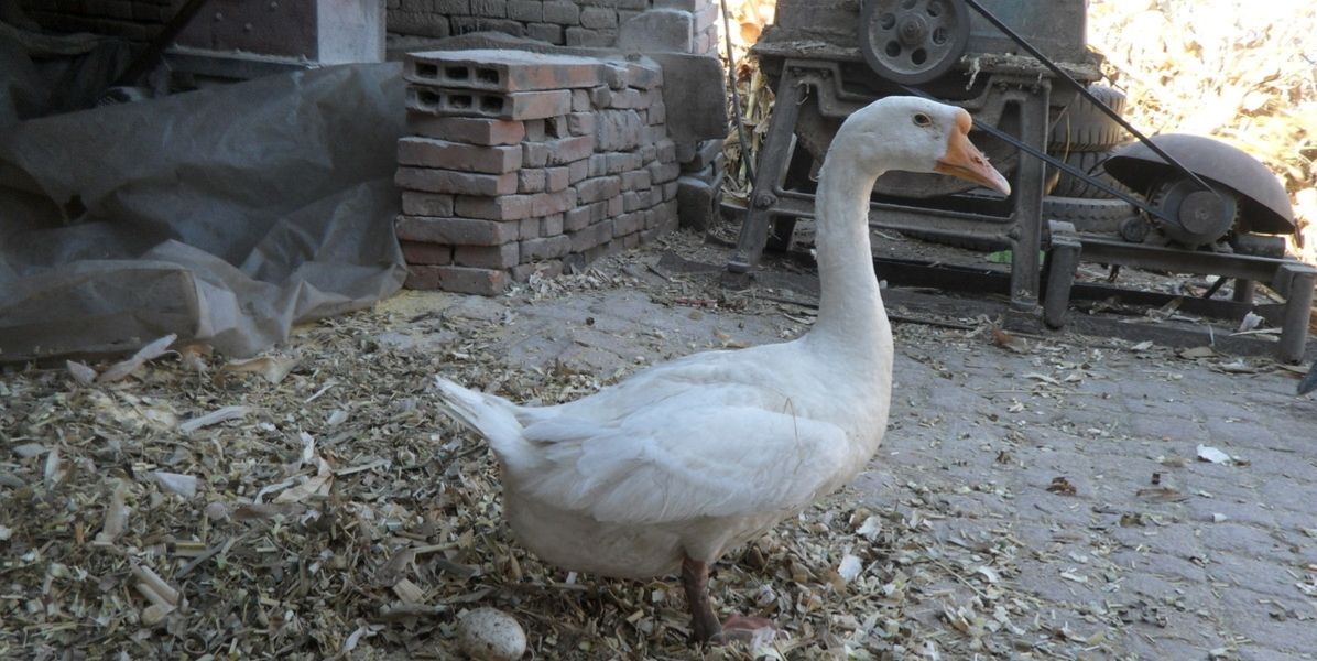鹅蛋一个能卖8元,可是农村却很少有人养鹅,这是为什么?