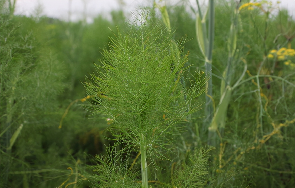 茴香菜的功效与作用 茴香饺子馅时三不放-徐拾记官网