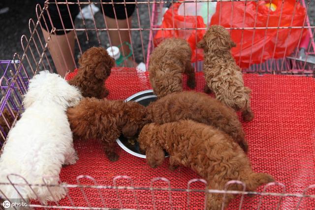 泰迪狗多少钱一只?影响价格的6大因素