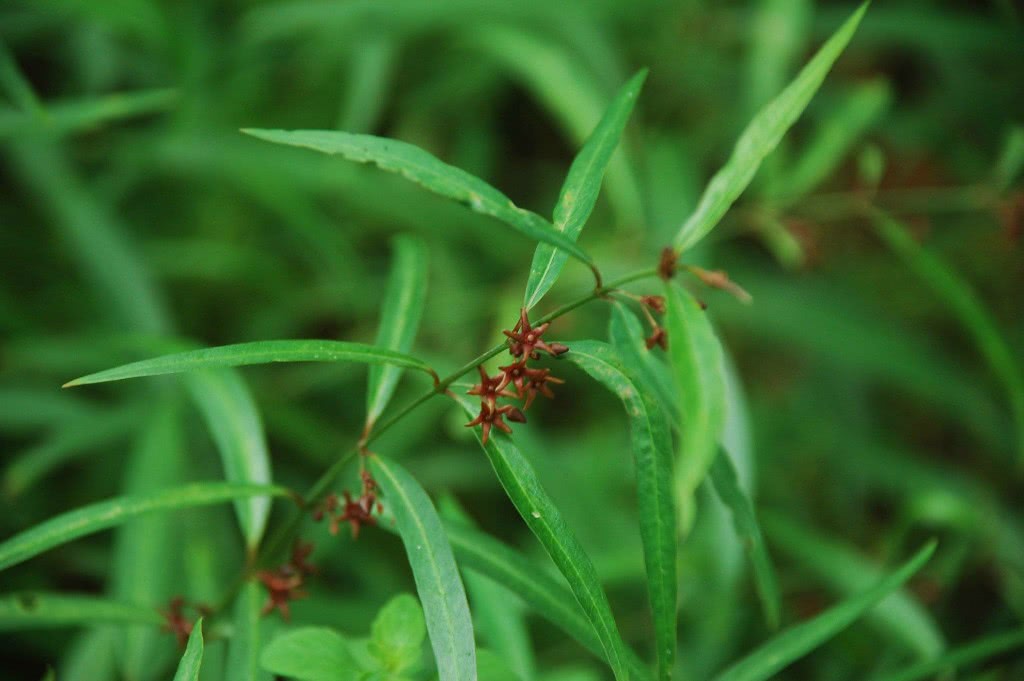 凡痰多而咳嗽不爽,气逆喘促之证,都可应用