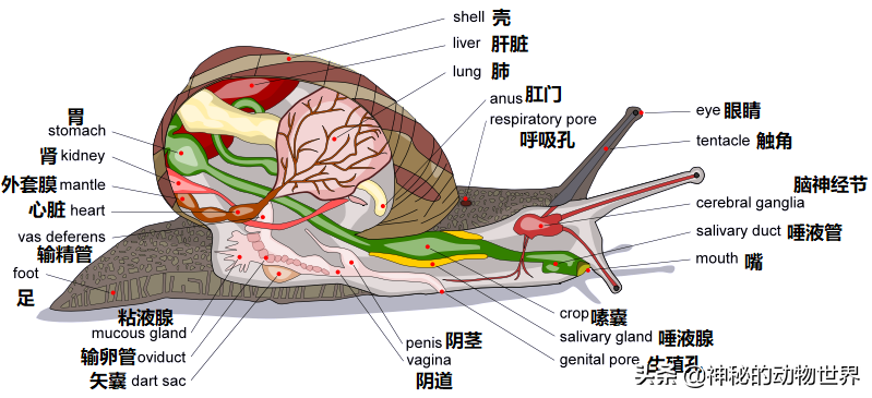 带你了解蜗牛：蜗牛竟然是世界上牙齿最多的动物