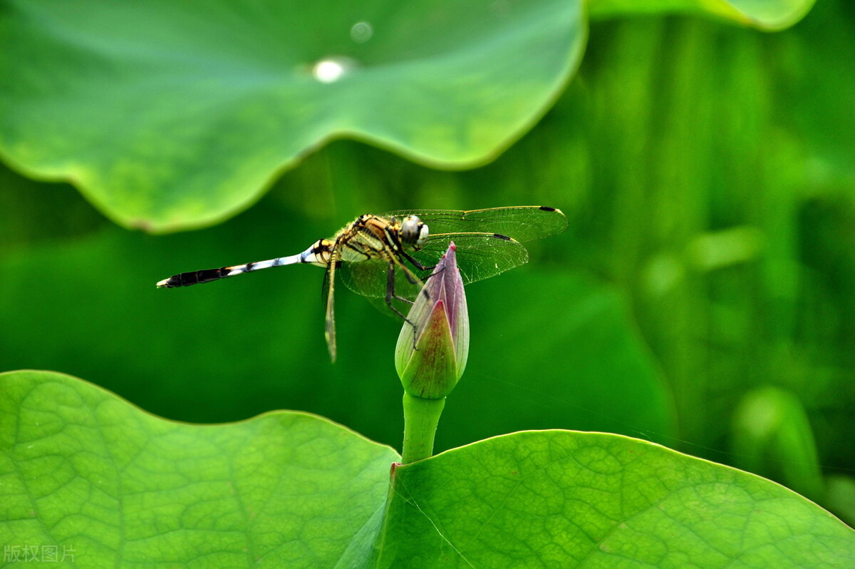 谁在蝉声中禅悟？这声音高不可攀，这声音另有隐情