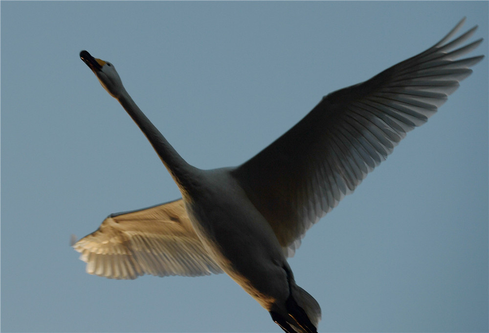 就渴望目睹天鹅翱翔天空的情景,于是拍摄野生动物成为我的一个梦想
