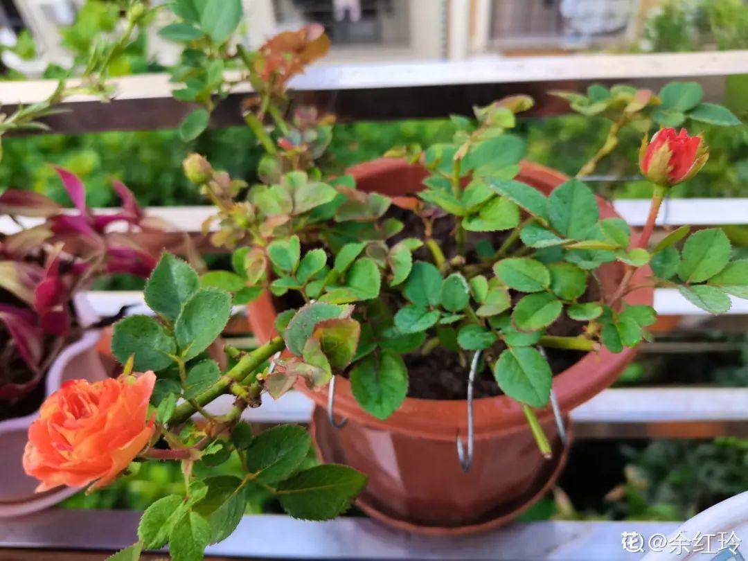 春天种什么花（春天最好养的20种花长得快）