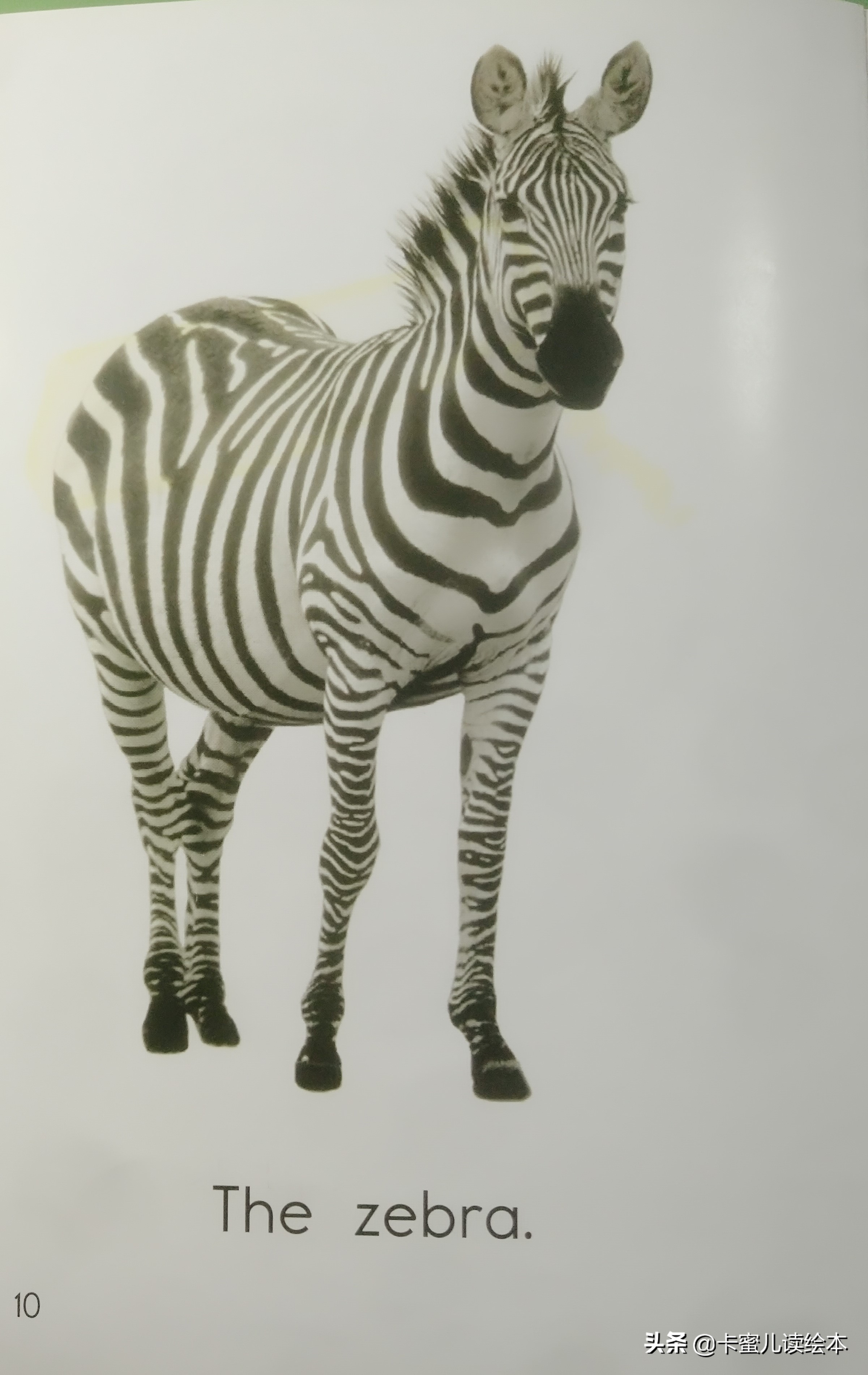 英文有声绘本故事《The Zoo》动物园