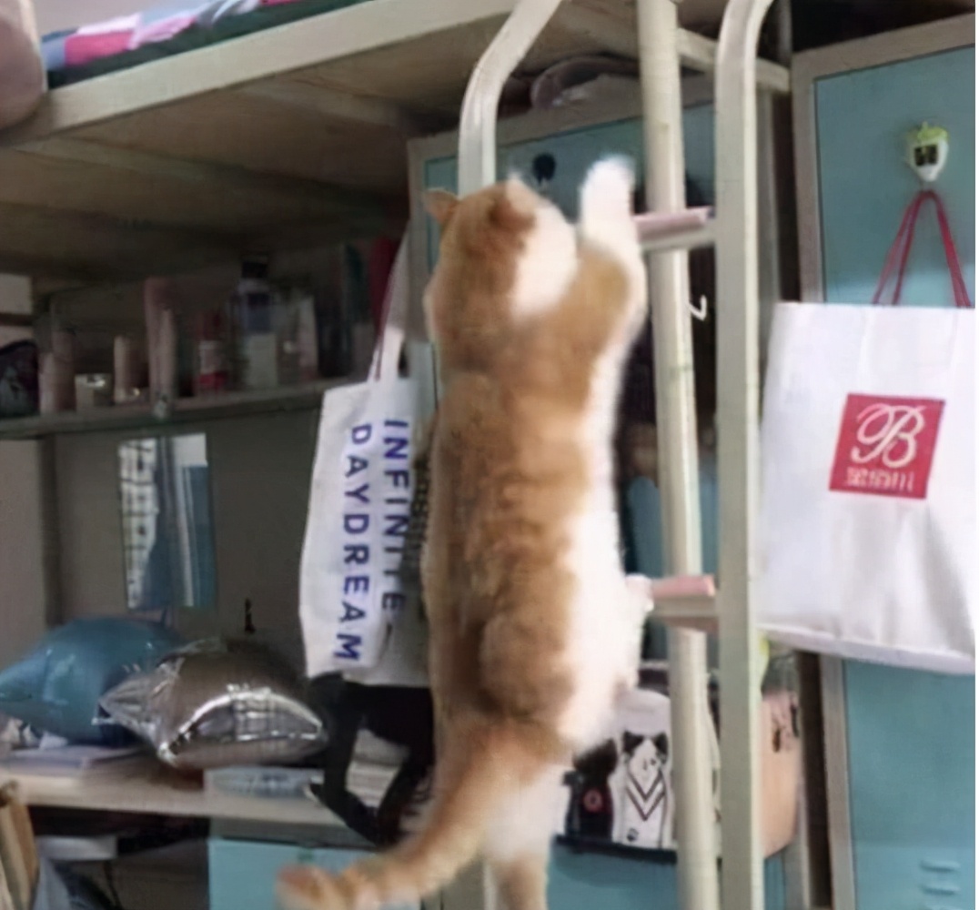 宿舍太热又没空调怎么办？忍了文理科生，美术生这招让人憋不住笑