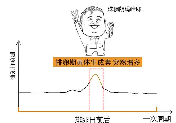排卵期该咋计算，看完就知道！网友：我一男的进来，看的津津有味