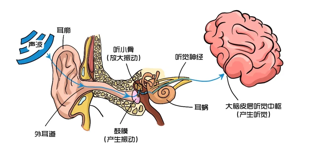 为什么语音里自己的声音能这么难听？