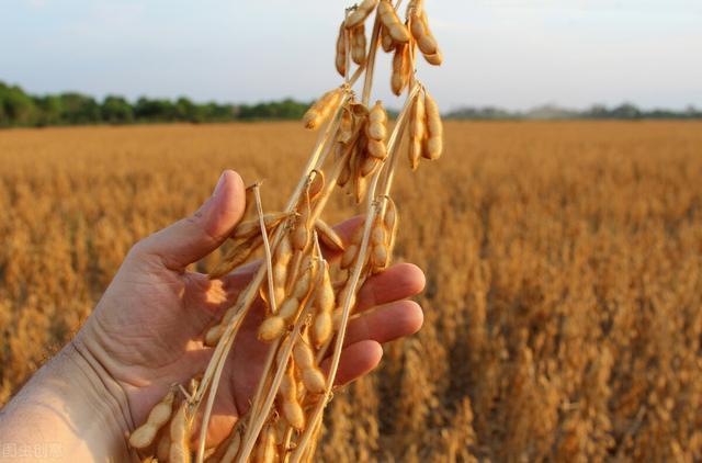 综上所述,2020年北方大豆即将上市,多空都有,预计今年开秤会明显高于