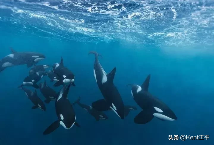 身为海洋食物链“顶端杀手”的它,竟对人类有蜜汁好感?