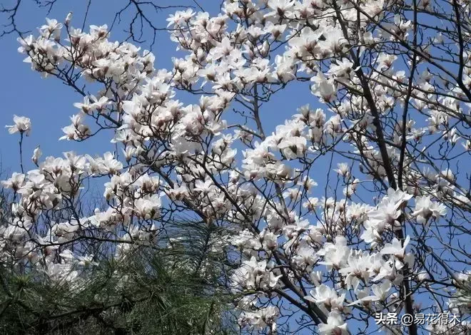 玉兰花开：绰约新妆玉有辉，素娥千队雪成围