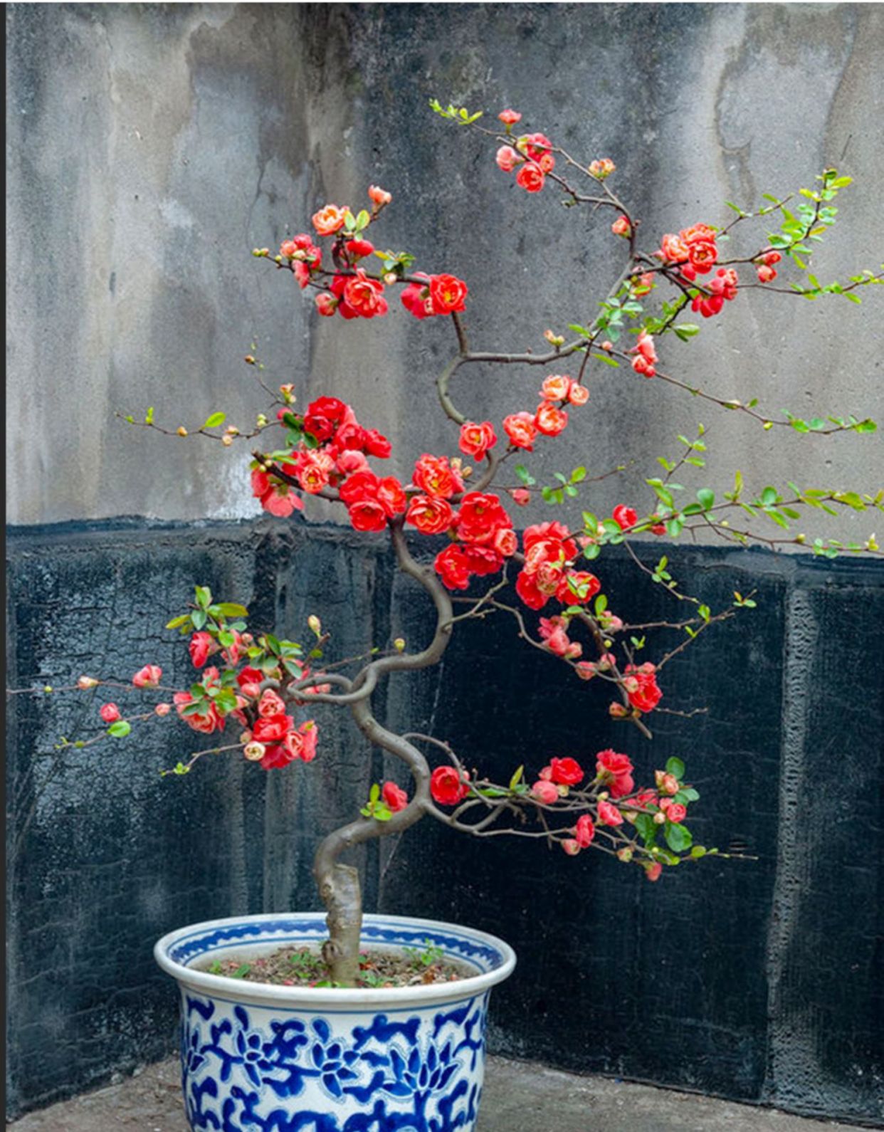 旺宅旺财植物花卉（有名的12种旺财花吉祥又大气）