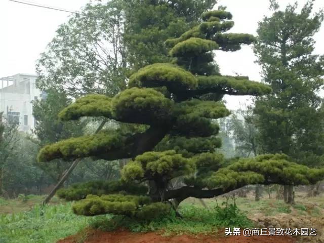 常绿乔木有哪些（70多种常用常绿乔木图例宝典）