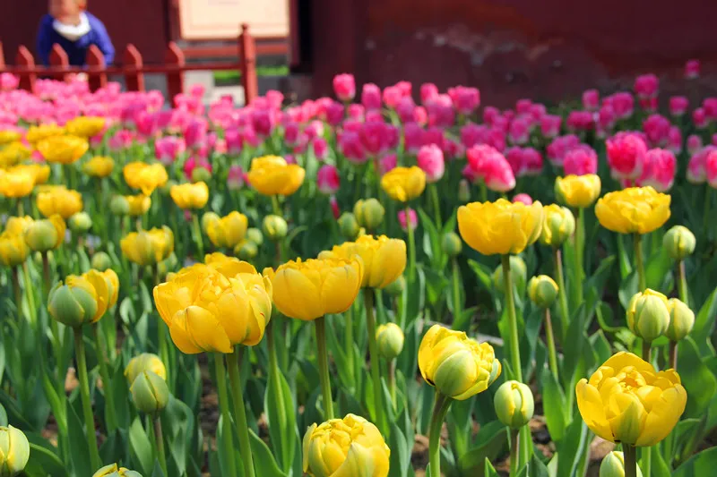 诗词中亭亭玉立的郁金香