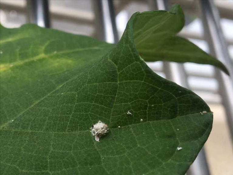 oneliving 生态阳台 草蛉幼虫和卵草蛉喜欢热带或温带环境,成年人是