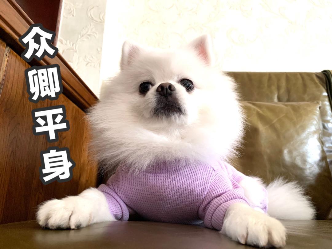 博美不是想养就养的,养了后你的生活会有这5个“痛”