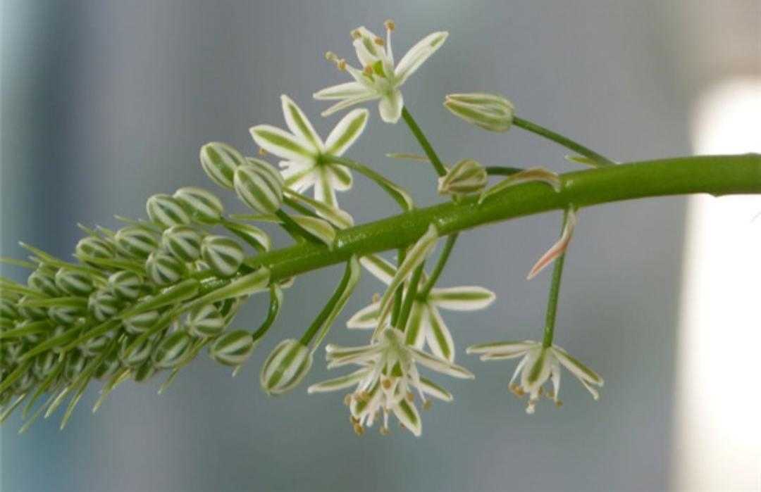 白花虎眼万年青(植物百科之万年青超详介绍)