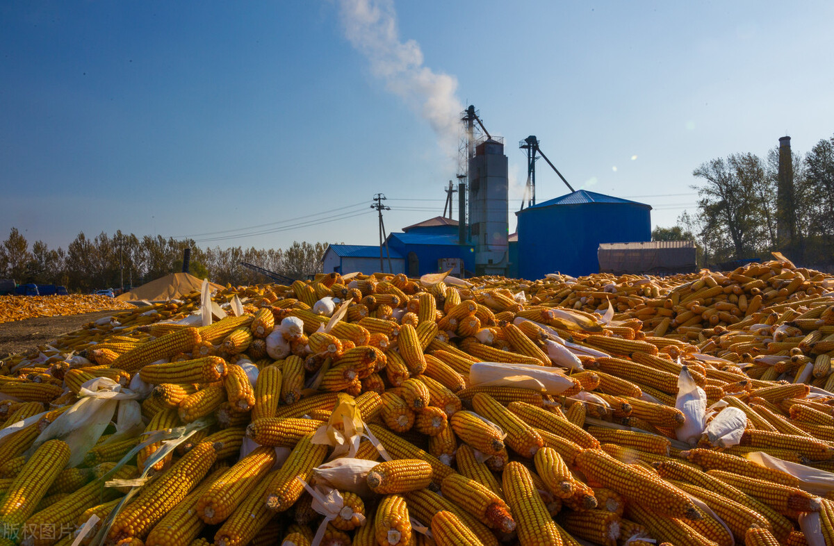粮价“预警升级”，玉米冲击前高，小麦疯涨，大豆破3，发生了啥