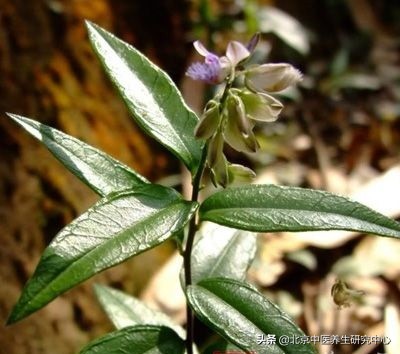 远志草药图片中药远志的用法与用量