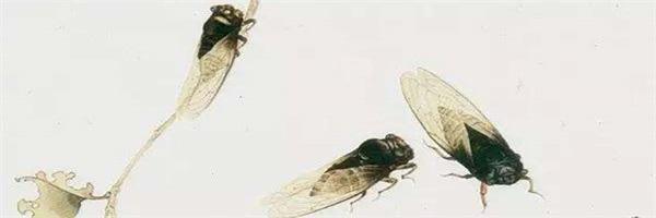 “咏蝉三绝”之骆宾王《在狱咏蝉》详析