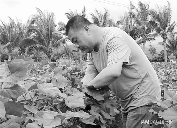 从棉田里走出来的育种专家