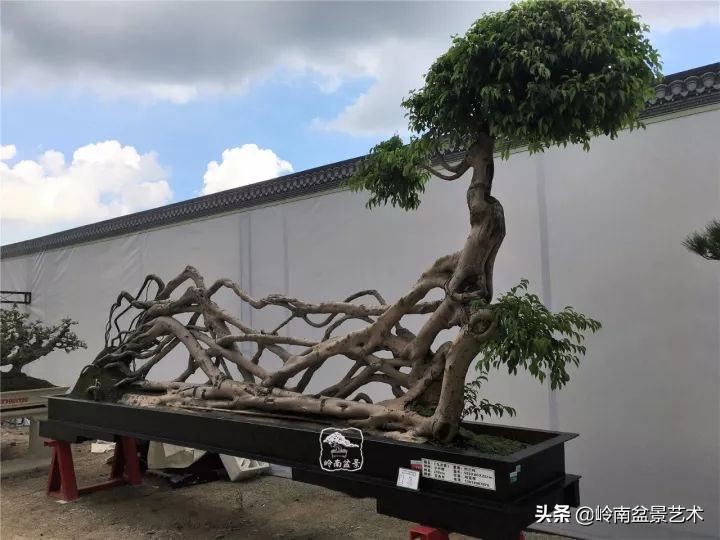 榕樹盆景圖片,榕樹盆景圖片大全欣賞