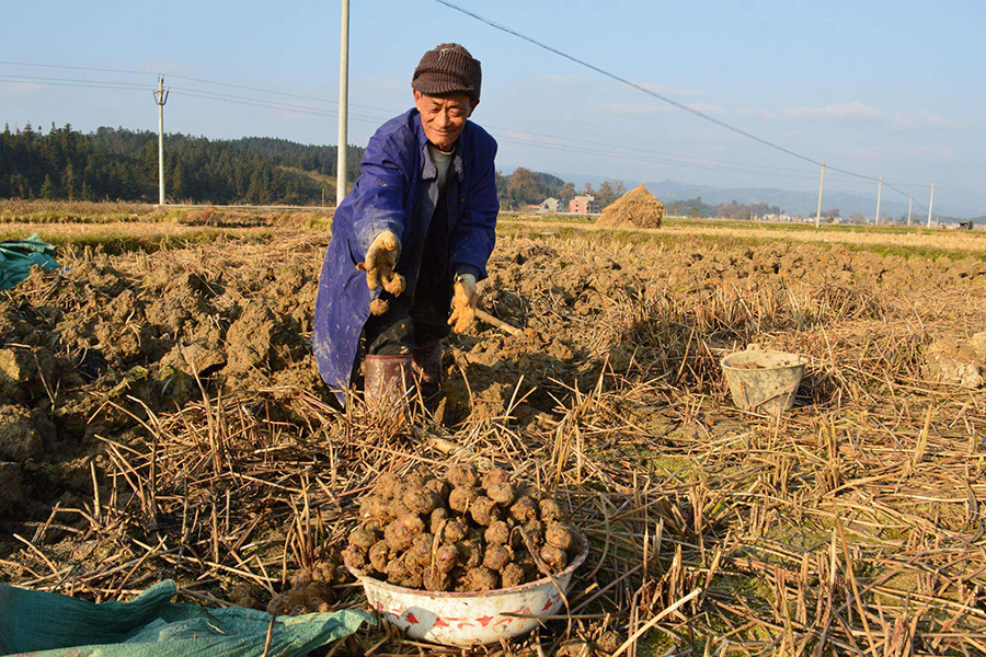 不过小乔建议大家最好还是煮熟以后再食用,毕竟荸荠一般生长于沼泽
