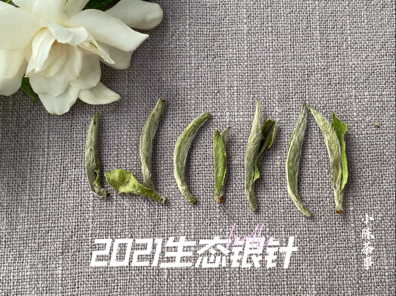 洗茶、闷泡、悬壶高冲，看过5点细节，带你告别错误的白茶冲泡法