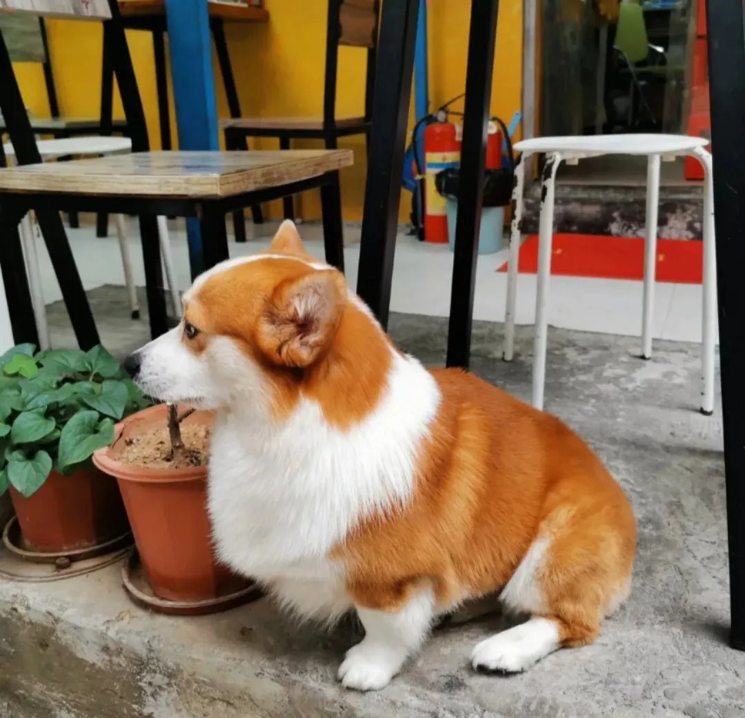 按头安利!为了嗦深圳这碗云吞面,我能天天早起2小时