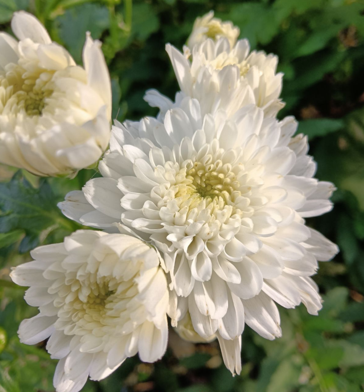 短日照植物有哪些(9种花光照时间越短越容易爆盆)