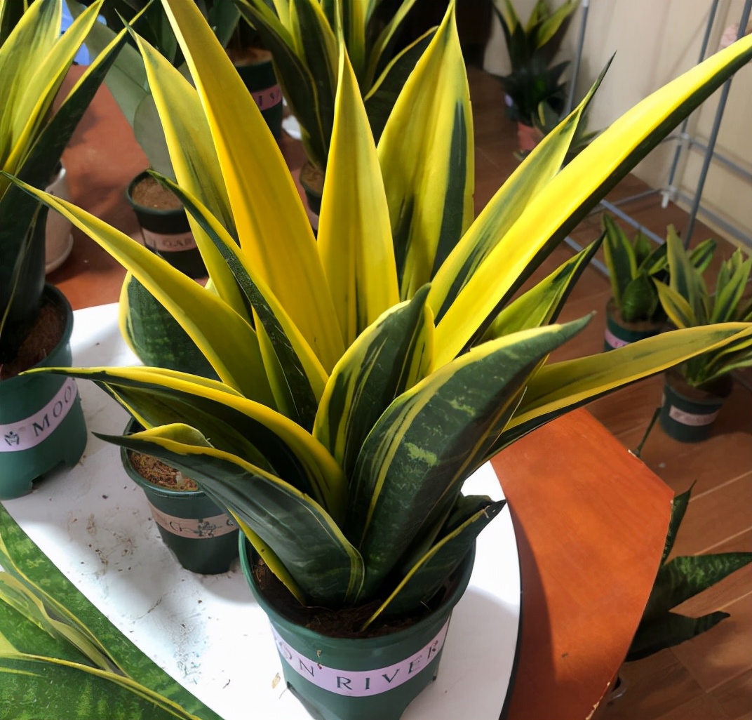 虎皮兰是一种观叶植物,品种繁多 ,不同品种的虎皮兰其叶形叶色都稍有