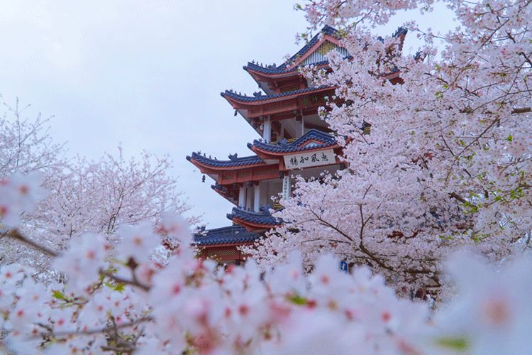 武汉樱花开了：悲伤是短暂的，美好总会如期而至