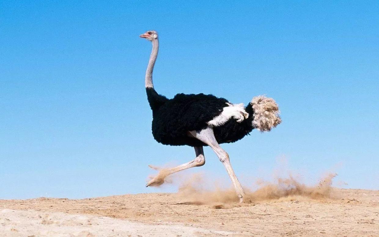 人造革是什么样子的（超全面珍稀皮革博览：33种罕见皮革材料图文集合）