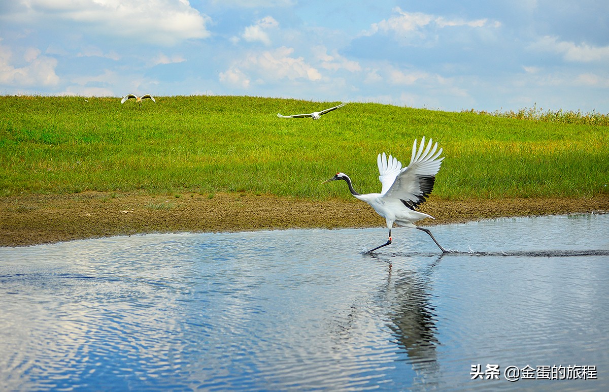 丹顶鹤自然保护区（鹤鸣于九皋，声闻于野，黑龙江扎龙保护区是世界级丹顶鹤观赏胜地）