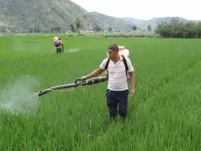 丙草胺的作用和功效（除草剂的正确选择方法分享）