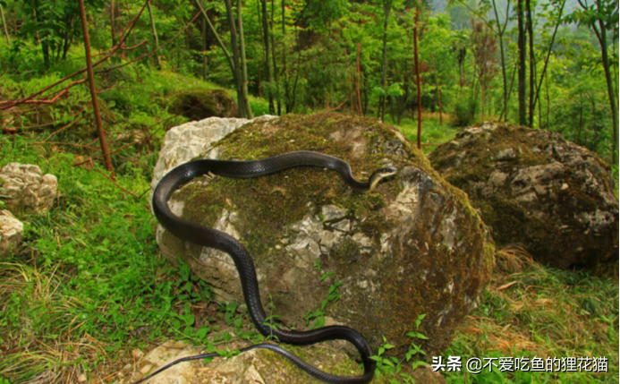 我国药用历史最悠久的蛇类之一,乌梢蛇有什么神奇之处?