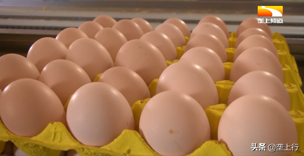 鸡蛋今日价格黄州区，鲜鸡蛋价格 今日价格