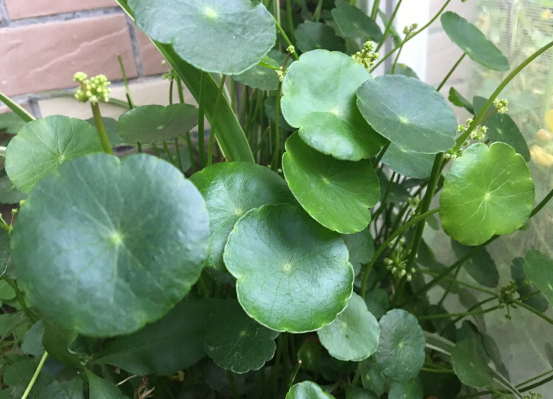 铜钱草开花了怎么办（3步让绿叶变得又大又绿）