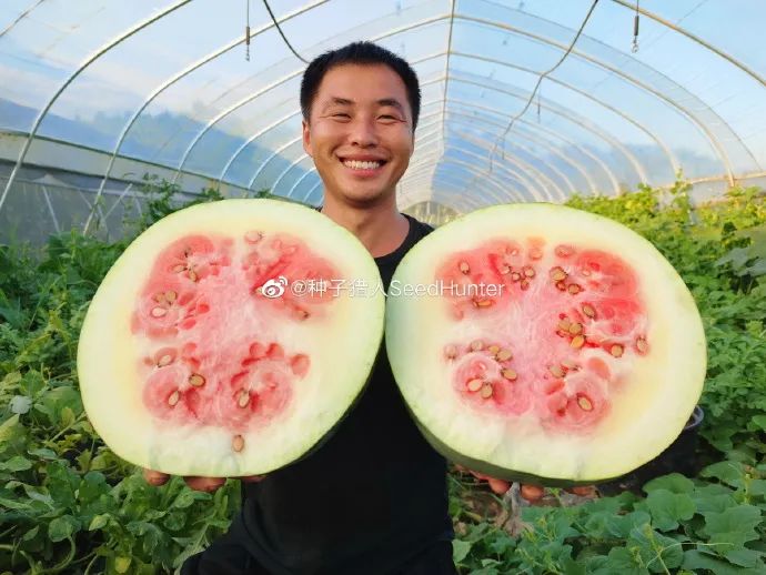 三倍體無籽西瓜,三倍體無籽西瓜培育過程