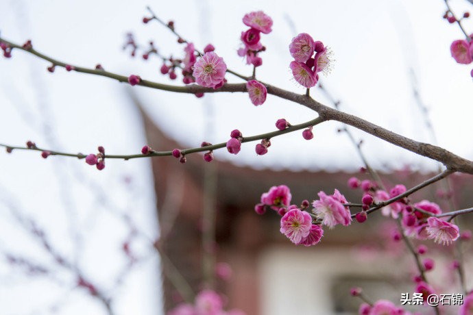 七首唯美暮春诗词，在诗词中欣赏春日最后的风景