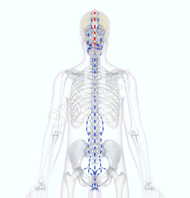 最新经络图，精美3D动态循行图，详细易懂