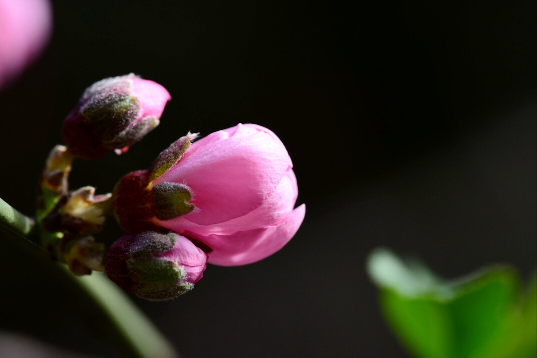 你是我，终生难忘的桃花劫